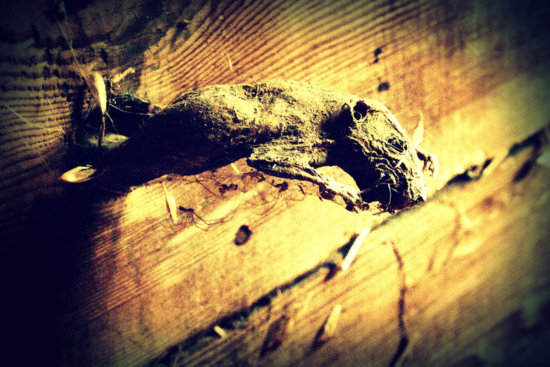 photograph of rat mummy